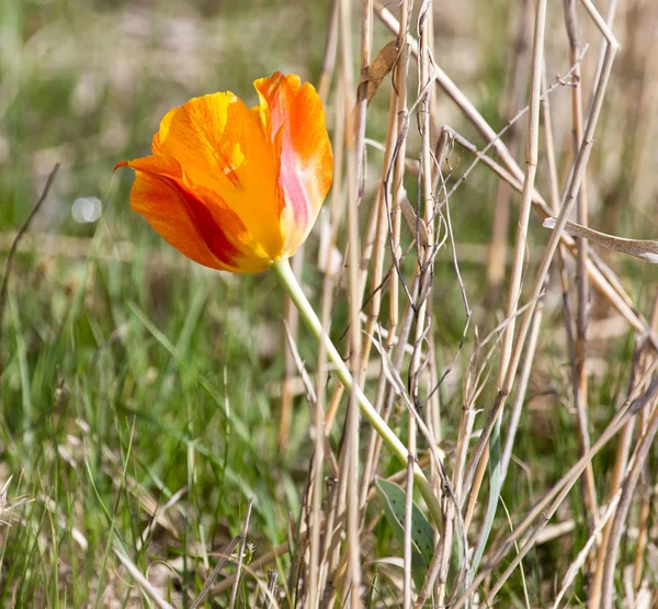 Tulipano rosso selvatico in natura — Foto Stock