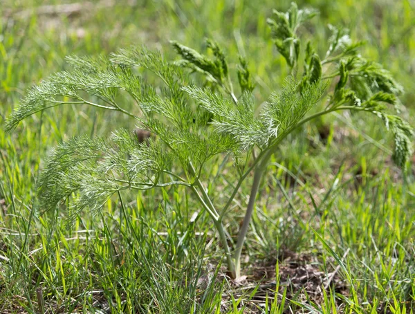 Tapas de zanahoria en la naturaleza — Foto de Stock