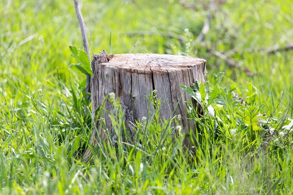 Um velho toco de uma árvore em uma grama verde — Fotografia de Stock