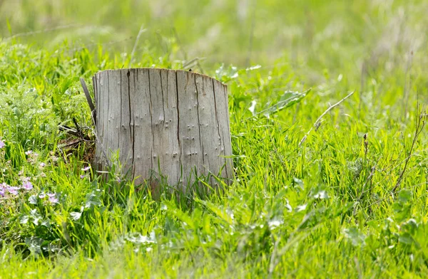 Un ceppo vecchio di un albero su un'erba verde — Foto Stock