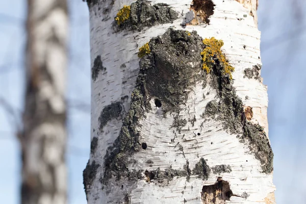 Berk stam in de natuur — Stockfoto