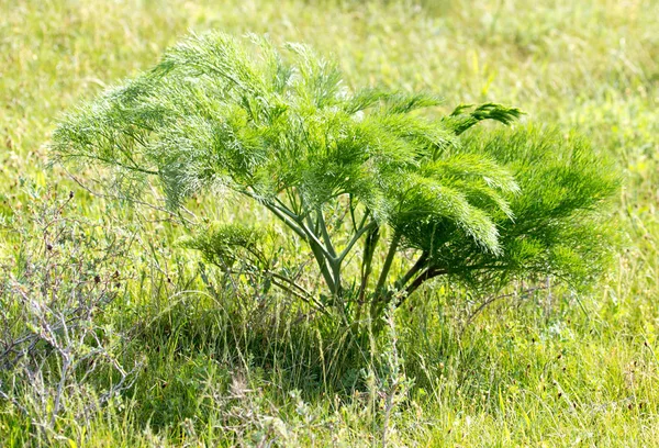 Zuckerbrot in der Natur — Stockfoto