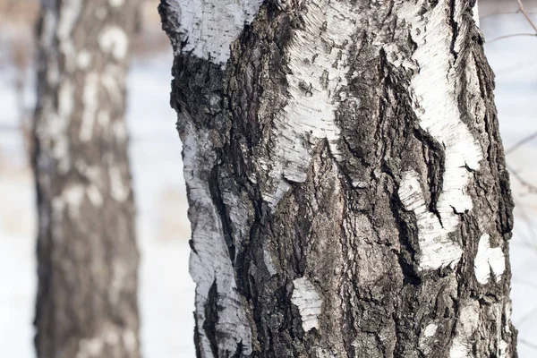 自然の中の白樺トランク — ストック写真