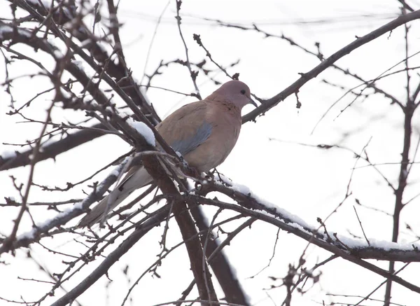 Paloma en el árbol en invierno —  Fotos de Stock