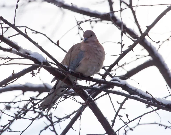 Dove στο δέντρο στο χειμώνα — Φωτογραφία Αρχείου