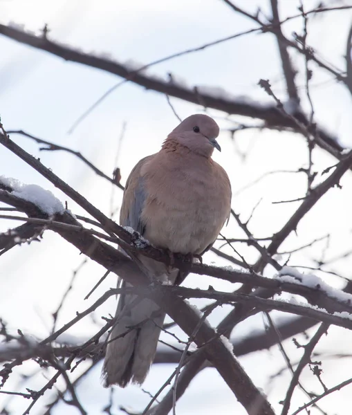 Paloma en el árbol en invierno —  Fotos de Stock