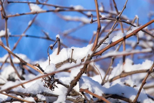 Neve sui rami di un albero — Foto Stock
