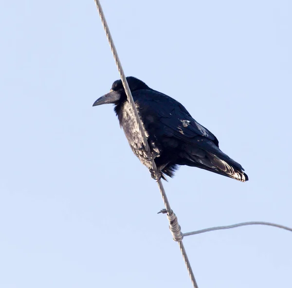 Kraaien op een elektrische draad in de natuur — Stockfoto