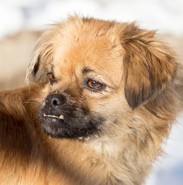 Ritratto di un cane sulla natura — Foto Stock