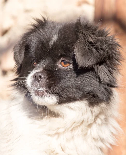 Portrait of a dog on the nature — Stock Photo, Image