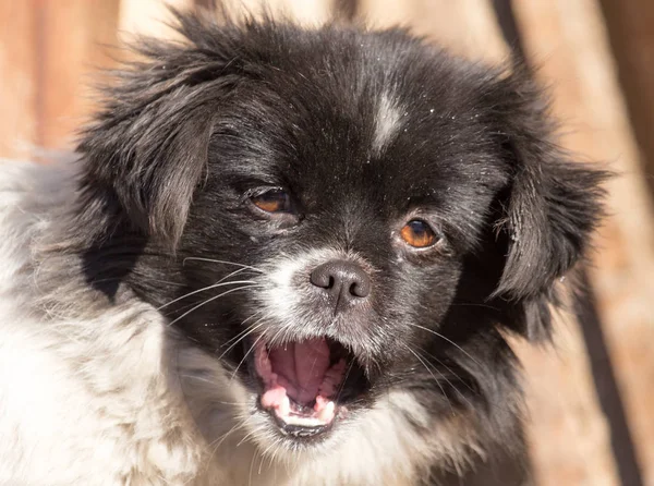 Retrato de um cão na natureza — Fotografia de Stock