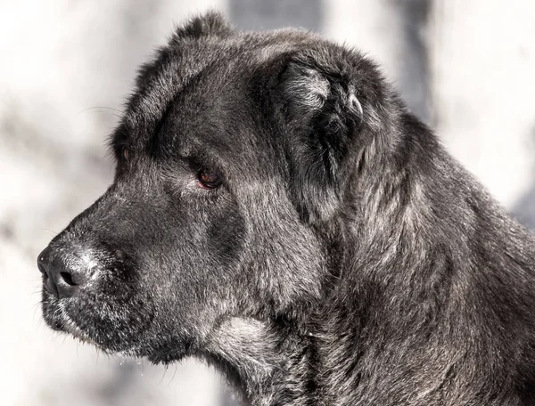 Egy fekete kutya portréja a természetről — Stock Fotó