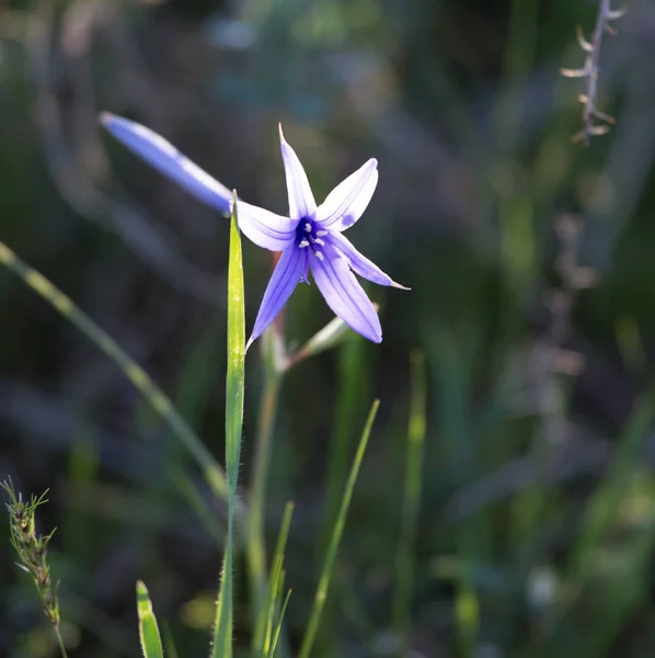Fleur bleue dans le désert au printemps — Photo