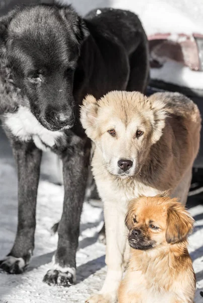 Portrait de trois chiens dans la nature — Photo