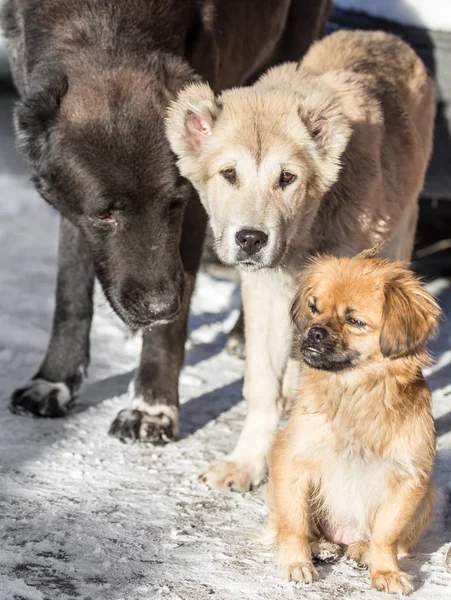 Portrait of three dogs in nature — Stock Photo, Image