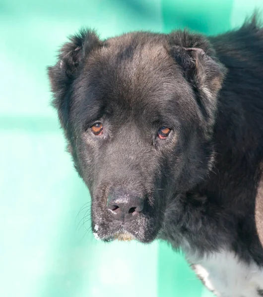 Portrait of a black dog on the nature — Stock Photo, Image