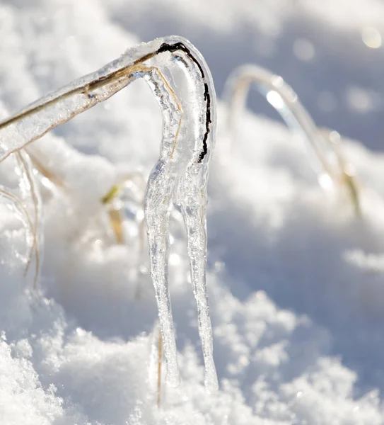 Icicles on the grass in nature — Stock Photo, Image
