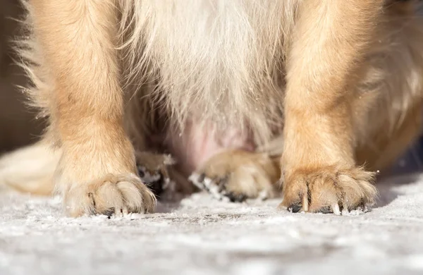 Cão de pata na natureza — Fotografia de Stock