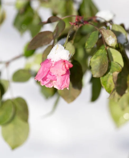 Flor en la nieve en invierno en la naturaleza —  Fotos de Stock
