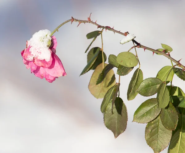 Květina ve sněhu v zimě v přírodě — Stock fotografie