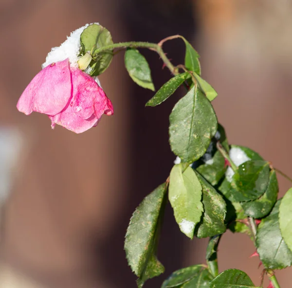 Flor en la nieve en invierno en la naturaleza —  Fotos de Stock