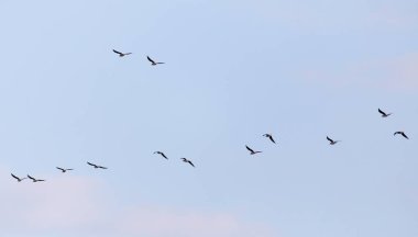 Gökyüzünde uçan bir martı sürüsü