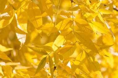 Sonbaharda ağaçta sarı yapraklar