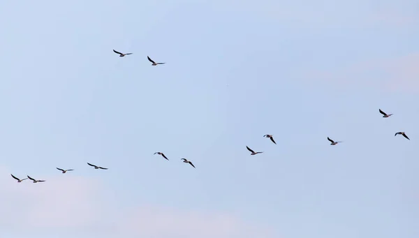 Una bandada de gaviotas volando en el cielo — Foto de Stock