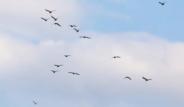 Un troupeau de mouettes volant dans le ciel — Photo