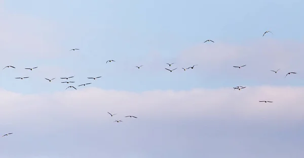 Una bandada de gaviotas volando en el cielo — Foto de Stock