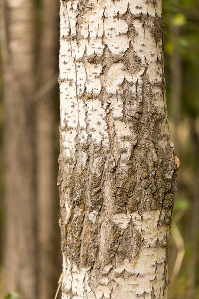 Baumstamm in einem Park in der Natur — Stockfoto
