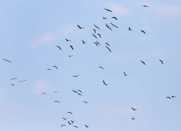 Un troupeau de mouettes volant dans le ciel — Photo