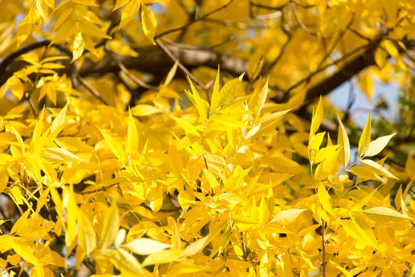 Жовте листя на дереві восени — стокове фото