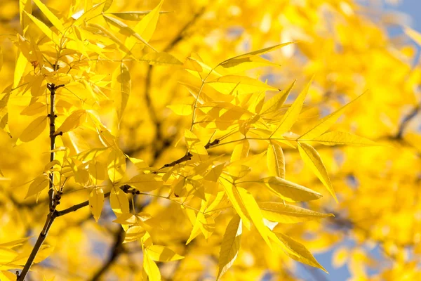 Желтые листья на дереве осенью — стоковое фото
