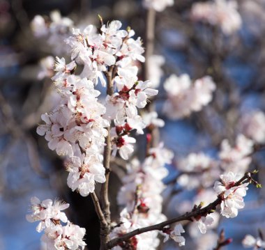 Mavi gökyüzüne karşı ağaçtaki çiçekler