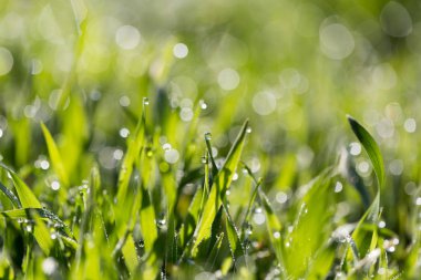 Yeşil çimlerin üzerindeki çiy damlaları