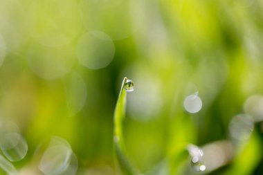 Yeşil çimlerin üzerindeki çiy damlaları