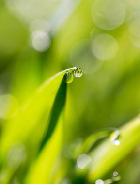 Yeşil çimlerin üzerindeki çiy damlaları