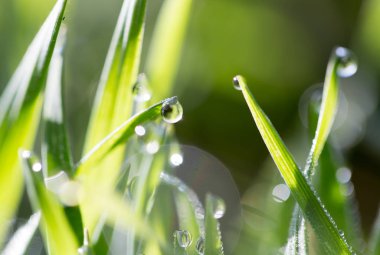 Yeşil çimlerin üzerindeki çiy damlaları