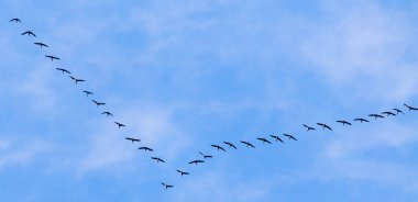 Güneyde mavi gökyüzüne uçan kuğu sürüsü.