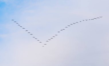 Güneyde mavi gökyüzüne uçan kuğu sürüsü.