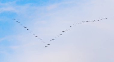 Güneyde mavi gökyüzüne uçan kuğu sürüsü.