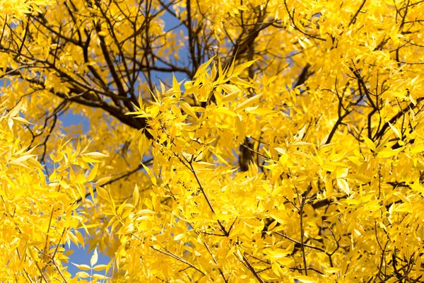 Folhas amarelas na árvore no outono — Fotografia de Stock