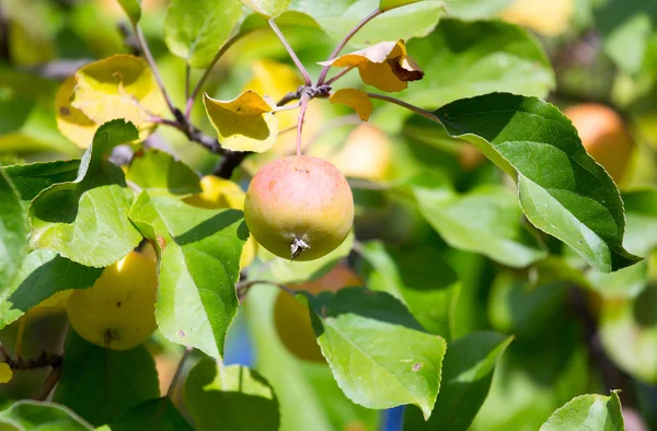 Pommes mûres sur l'arbre dans la nature — Photo