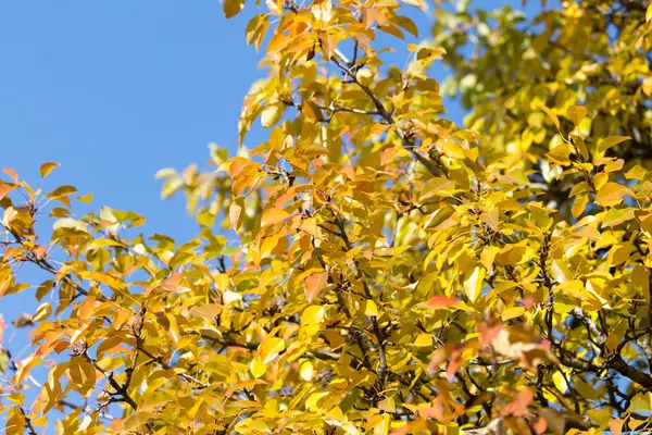 Yellow leaves on autumn trees against the blue sky — Stock Photo, Image