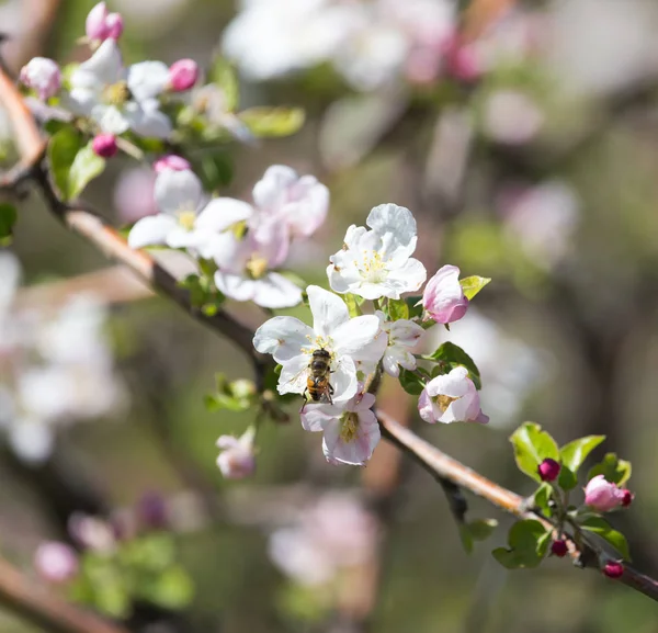 Flores bonitas na árvore de maçã na natureza — Fotografia de Stock