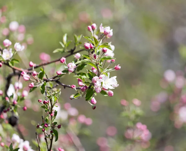 Hermosas flores en el manzano en la naturaleza — Foto de Stock