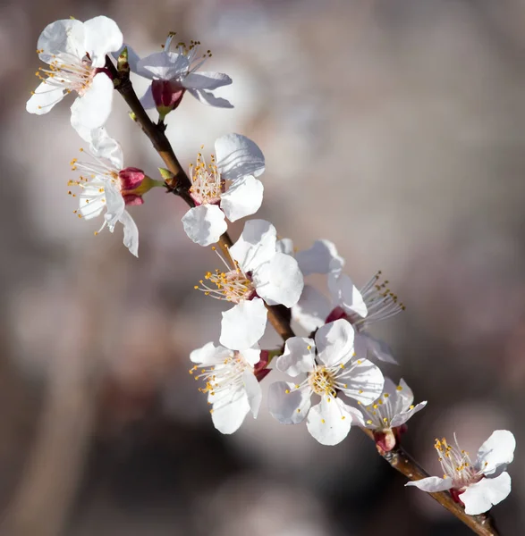 Doğa ağacında çiçekler — Stok fotoğraf