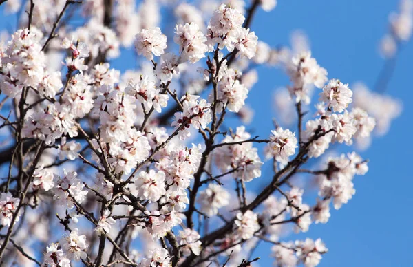 Fleurs sur l'arbre contre le ciel bleu — Photo