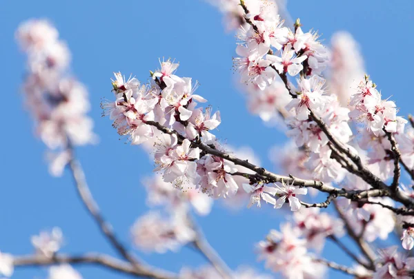 Fleurs sur l'arbre contre le ciel bleu — Photo
